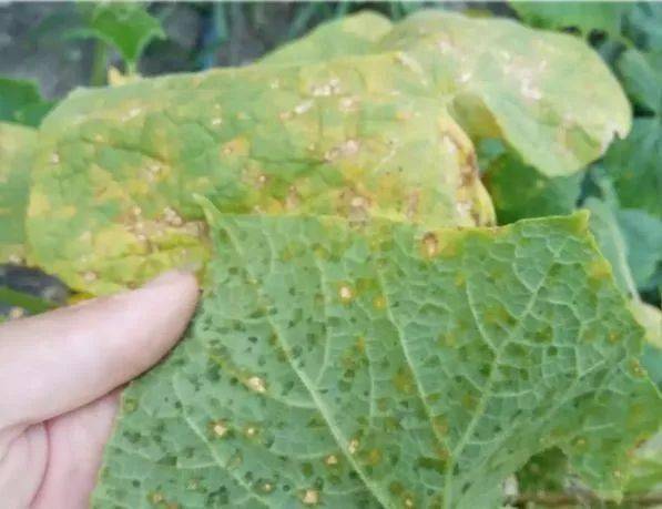 草坪锈病咋识别？