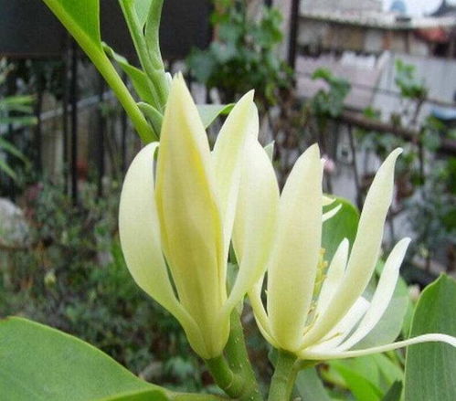 光照的秘密：兰花的小太阳