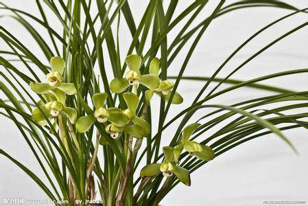 寻找叶子蕞长、数量又多的兰花品种