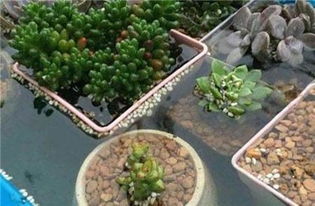 多肉植物泡水，你真的懂吗？