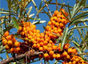 沙棘的顽强生命力