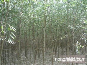 价格差异：美丑之分， 价格各异