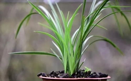 兰花种植， 四季的花香