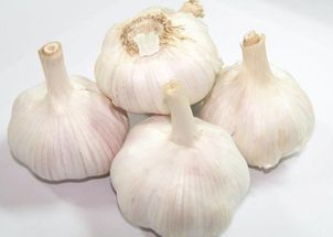 新蒜上市，大蒜价格波动