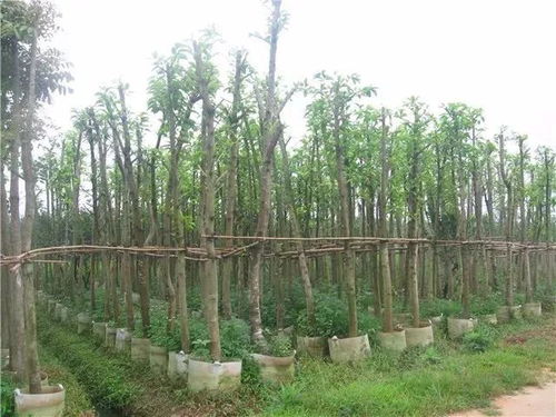 一、 不受季节限制，移栽方便