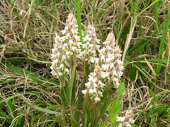 蕨类植物盆景：喜阴、 管理简单、造型独特、美观