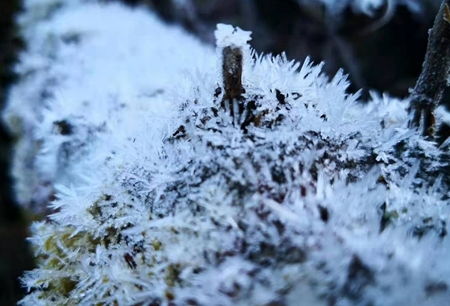 霜冻来袭，怎么办？应急方案来帮忙！