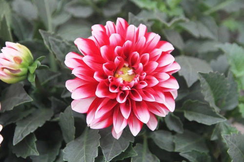 百日草：花开百日 美丽无限