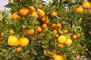 厂家多，选择难