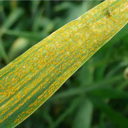 试验概况：探究环丙唑醇的神奇力量