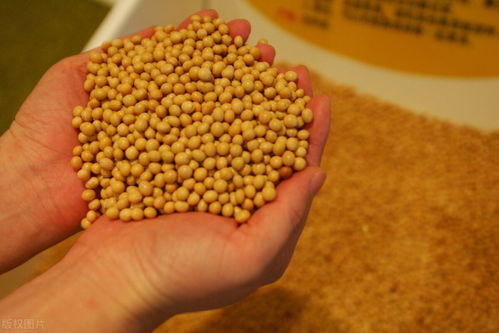 2026年8月19日豆粕价格是多少？近期豆粕价格波动大吗？