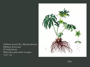 植物的艺术：意境的营造