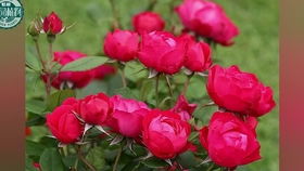 魔术玫迪兰月季的花期揭秘