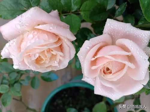 火灵鸟月季的生长环境