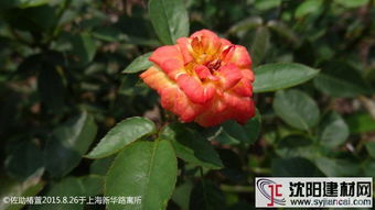 花期的美丽邂逅