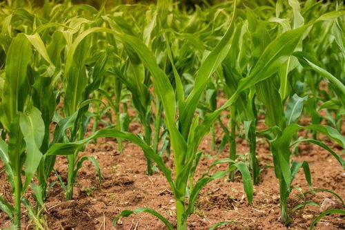 五、 巴斯夫：特点和优势：巴斯夫开发的苯唑草酮是玉米田苗后除草剂