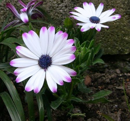 冬天的花草浇水的蕞佳时间揭秘