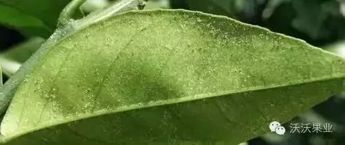 Neng否一边使用吡虫啉和高效氯氰菊酯？