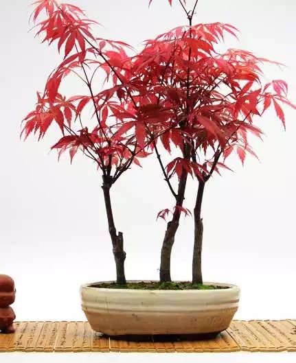 红枫扦插的乐趣与挑战