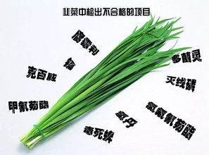 喷雾毒死蜱对地下韭菜蛆防治效果探讨