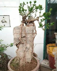 盆景树桩的修剪与造型