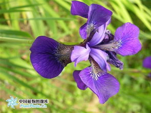 多彩的西伯利亚鸢尾