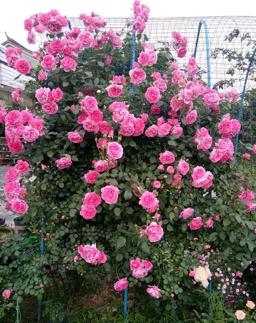 月季花促笋芽捻枝技巧，让花朵geng繁盛的秘密！