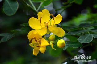 春天里盛开的花朵有哪些名字？