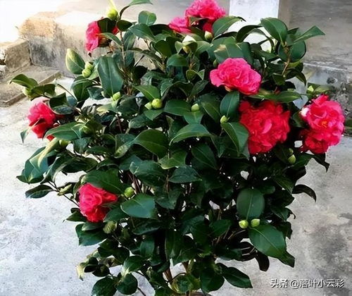 朝云：日本培育的灌木月季