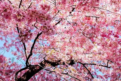 樱花黄叶救治方法有哪些？养护技巧解析中如何避免樱花落叶