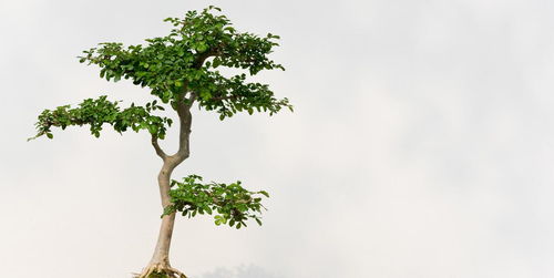 盆景成活率与品种选择