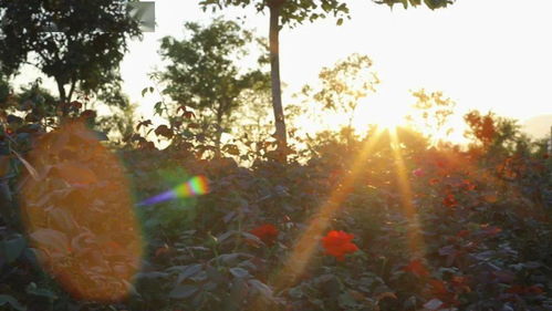 立冬以过 小雪将至