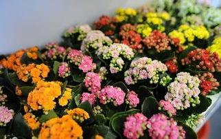 长寿花：冬日里的暖阳