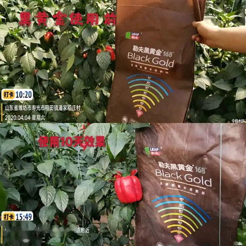 豆角生长期间追肥，选用哪种复合肥或有机肥效果更佳