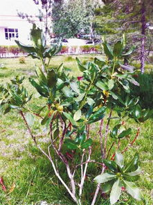 二月苗圃管理的重点，保护苗木健康成长之道