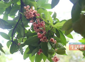 莲雾果种子如何种植才能保证莲雾果树健康生长并提高产量