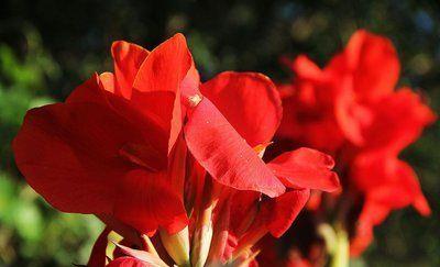 美人蕉，色彩斑斓