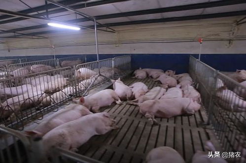 打造高效现代化猪场：步骤与技巧全解析