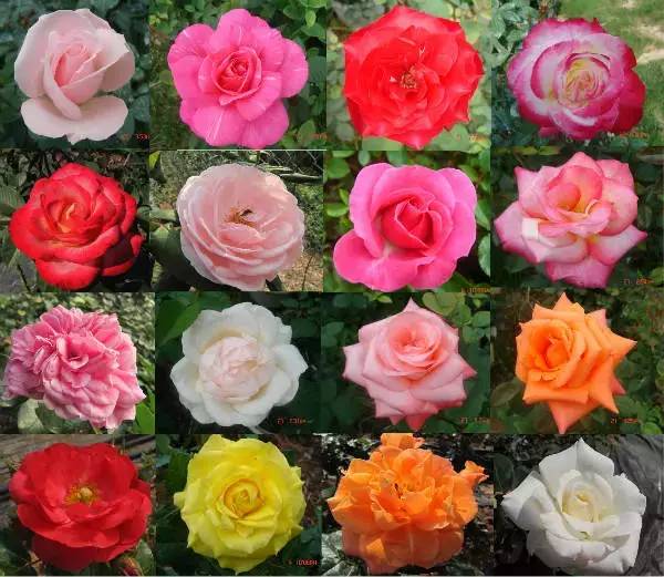 月季花的传奇故事