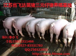 宿迁市飞达仔猪养殖，绿色生态养殖先锋