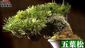 修剪后的月季，越冬无忧