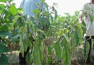 茄子种植易生病？防治措施有哪些