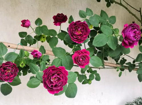 花朵颜色——五彩斑斓的世界