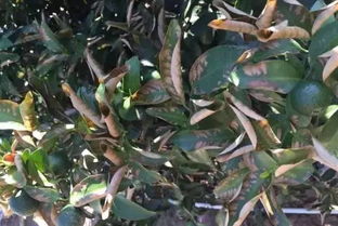 挖小坑，撒尿素