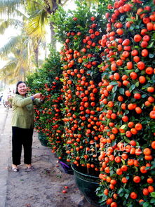 花卉市场与品种