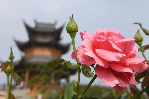 东台月季安吉拉开爆，东台人走花路上班，这种上班方式真的好吗？