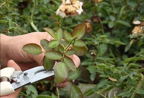 天狼月季的建议