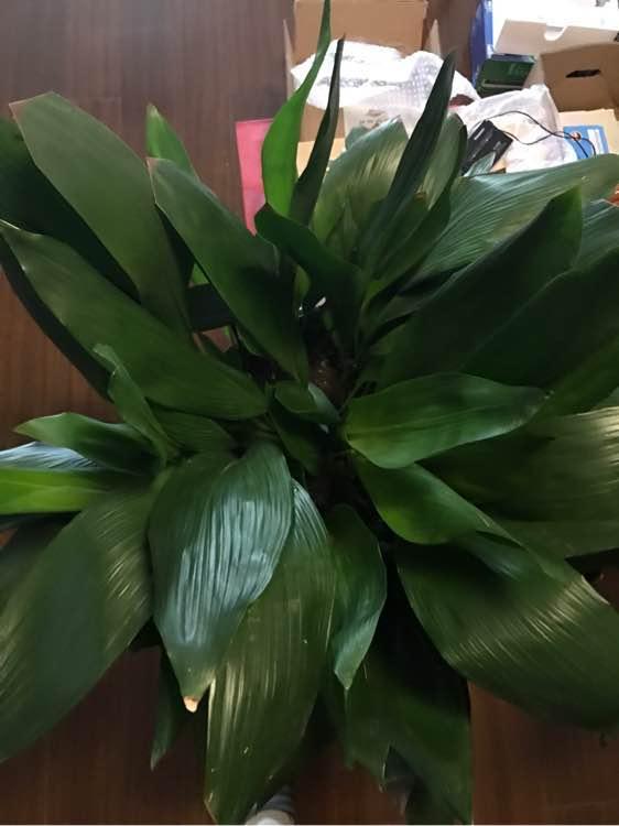 一叶兰：耐阴小Neng手， 美得不要不要的