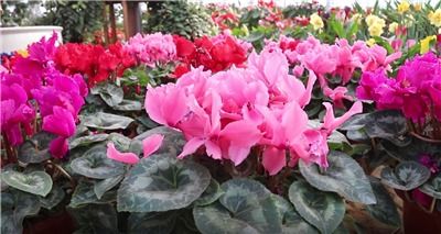 板蓝根原产地揭秘：爆款花卉之地，产地独特！
