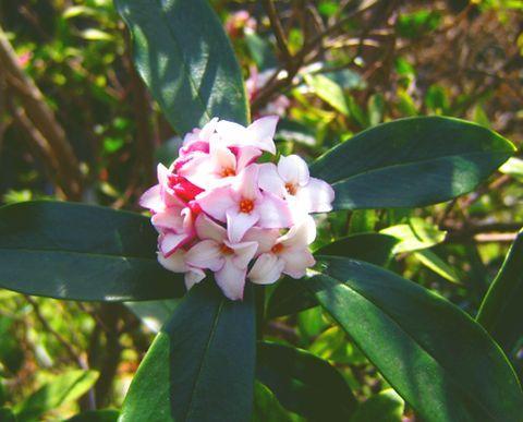 瑞香花有毒吗？家里养瑞香要注意这几点